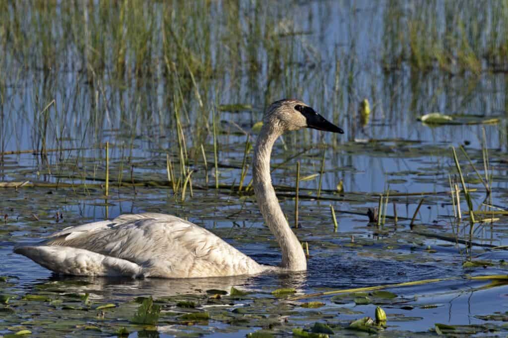 Cigno trombettista a Crex Meadows