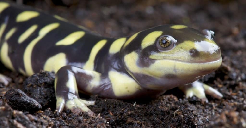 Salamandra tigre / Ambystoma tigrinum a terra