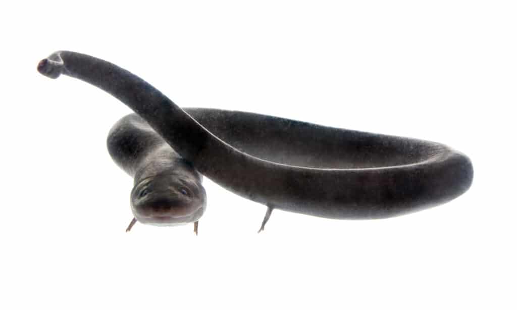 serpente del congo