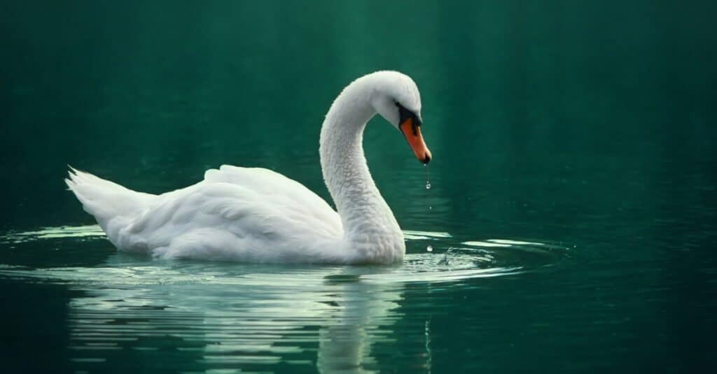 cigno reale in acque calme