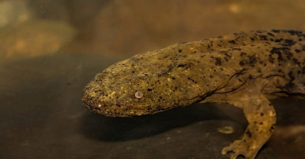 Un Hellbender orientale alla ricerca di gamberi sul fondo del torrente.