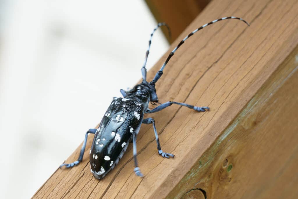 Scarabeo asiatico dalle lunghe corna