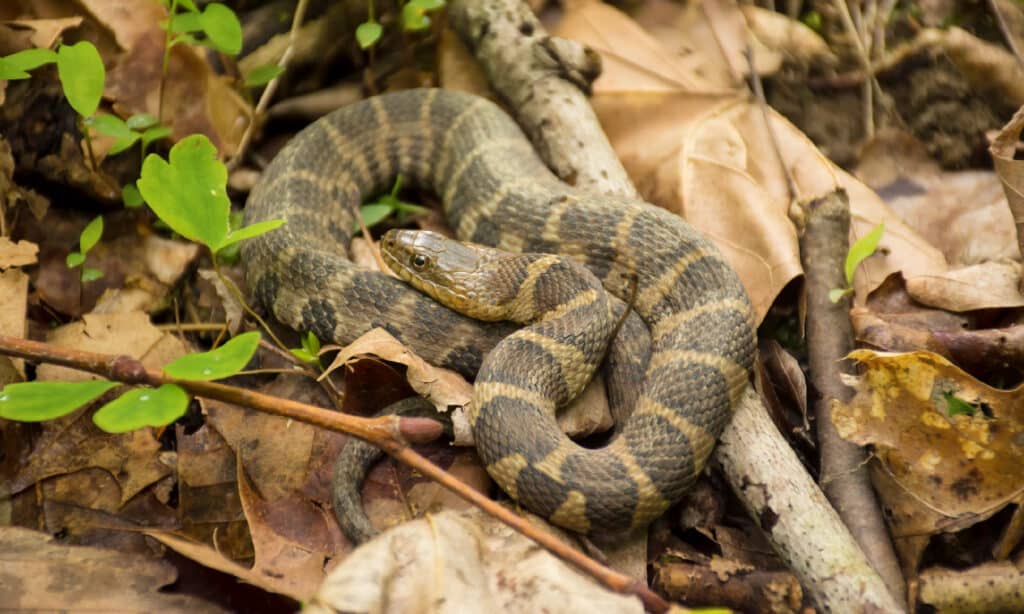 Serpente d'acqua settentrionale
