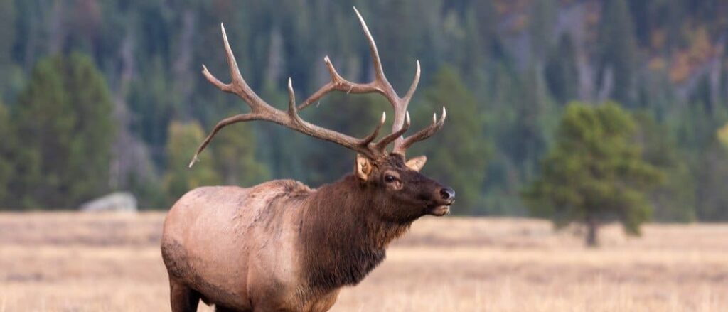 Bull Elk nella carreggiata autunnale