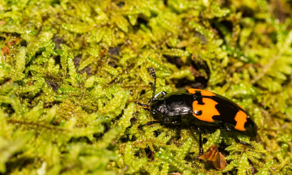 Scarabeo seppellitore americano (Nicrophorus americanus)