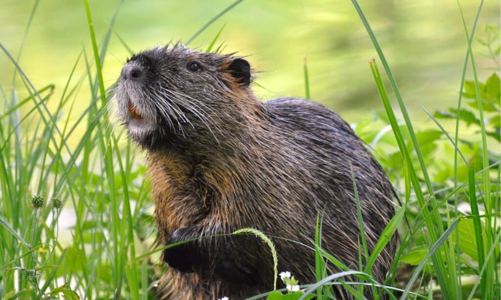 capibara vs nutria