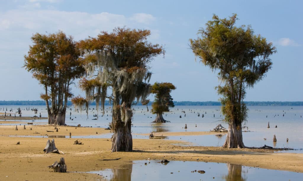 Lago Moultrie Carolina del Sud
