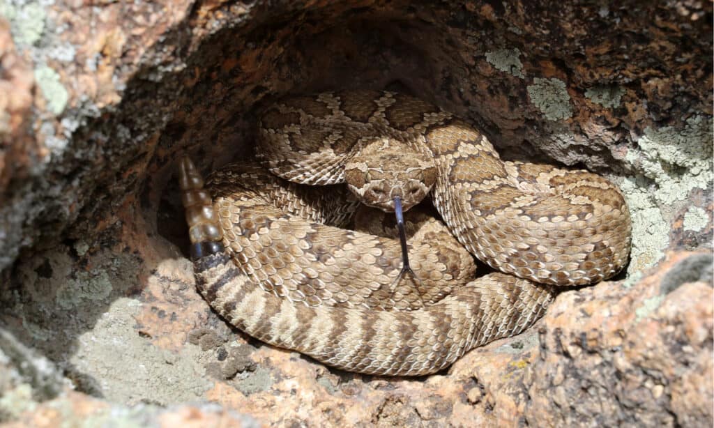 Serpente a sonagli del Grande Bacino - Crotalus oreganus lutosus