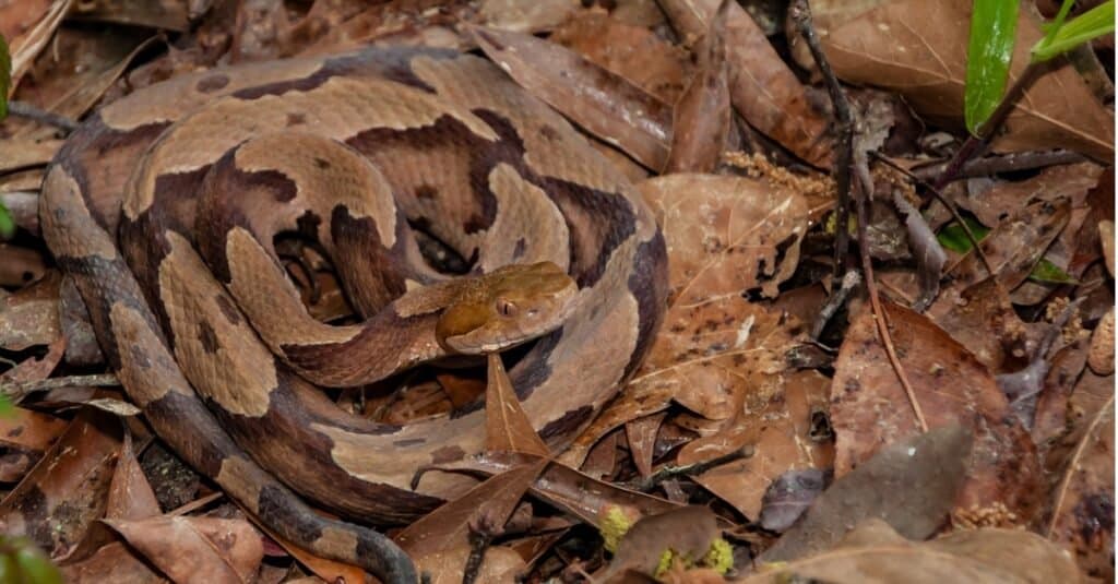 testa di rame vs serpente a sonagli
