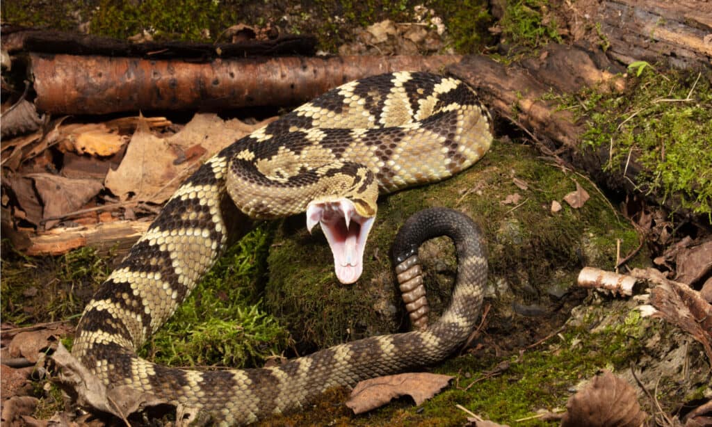 Serpente a sonagli dalla coda nera