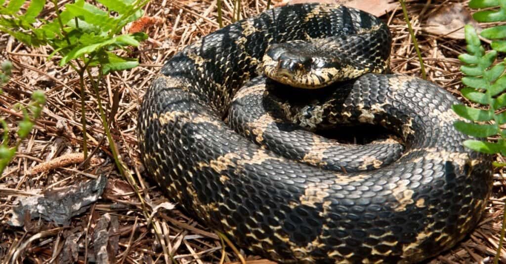 Animali che interpretano il serpente hognose orientale morto