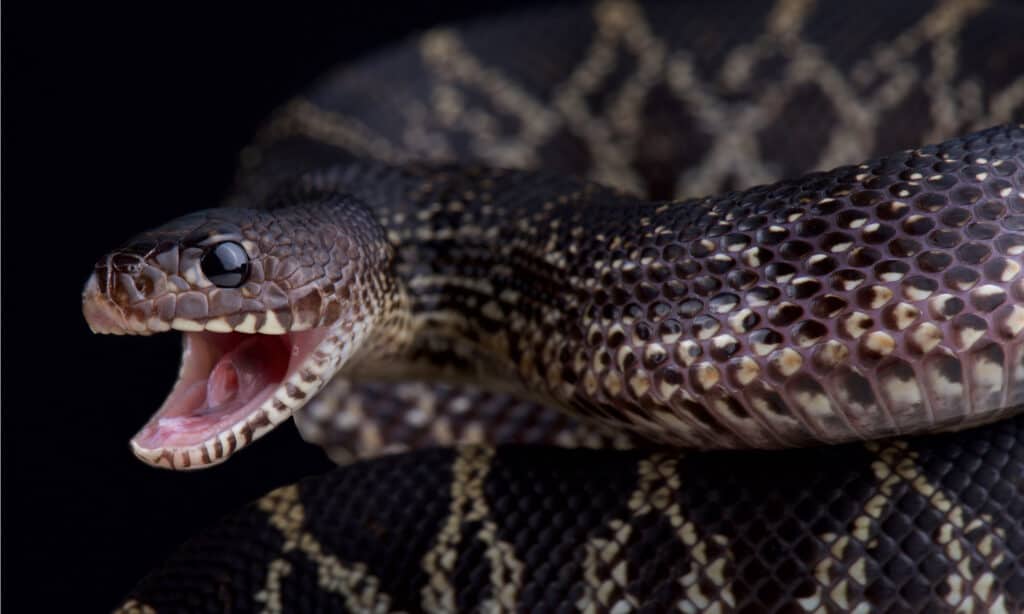 Serpente di pino nero