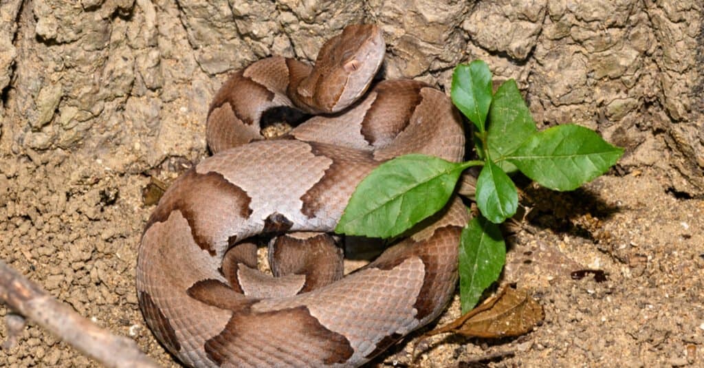 Copperhead orientale