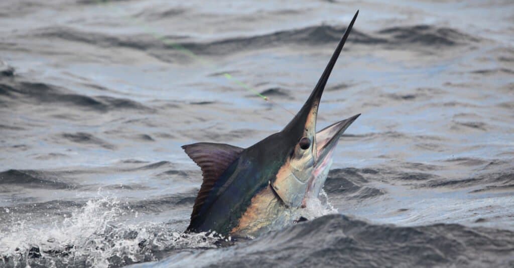 Marlin nero