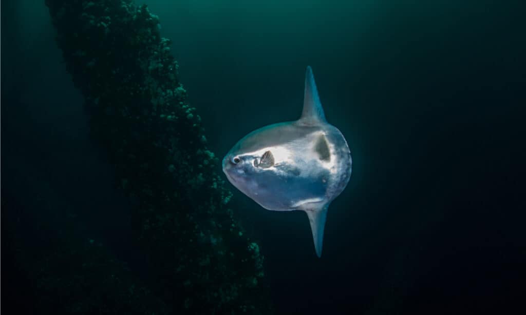 Baby Mola mola (Sunfish). Nella prima fase di sviluppo, il piccolo pesce luna assomiglia a un piccolo pesce palla rotondo.