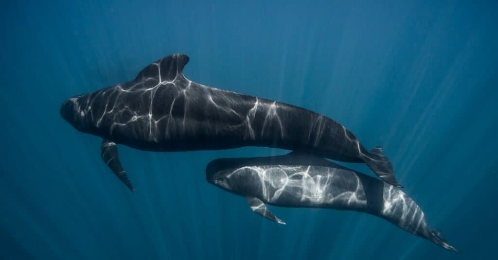 Gli animali acquatici più veloci