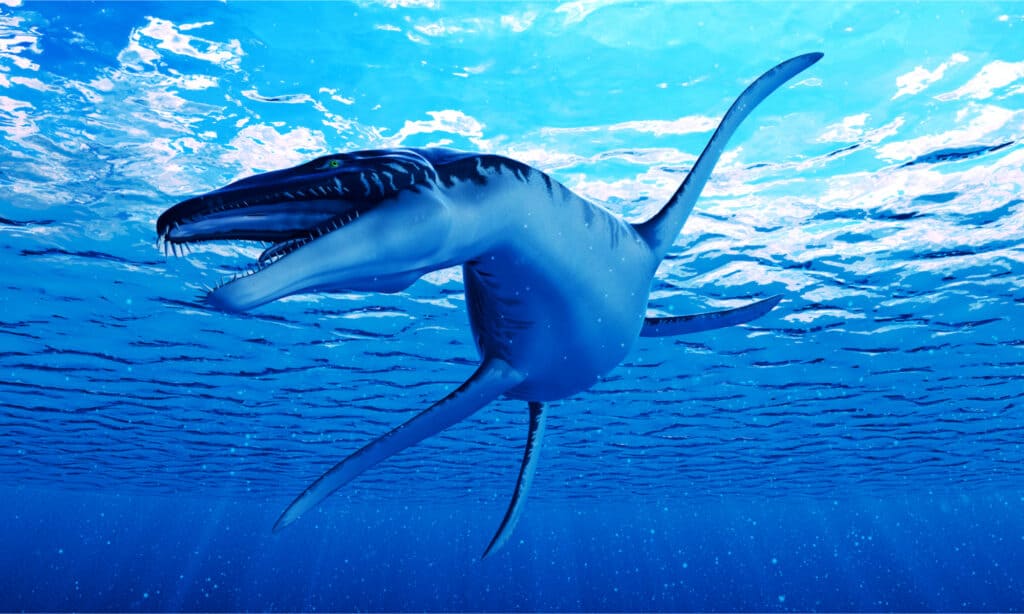 3d reso illustrazione di un Liopleurodon