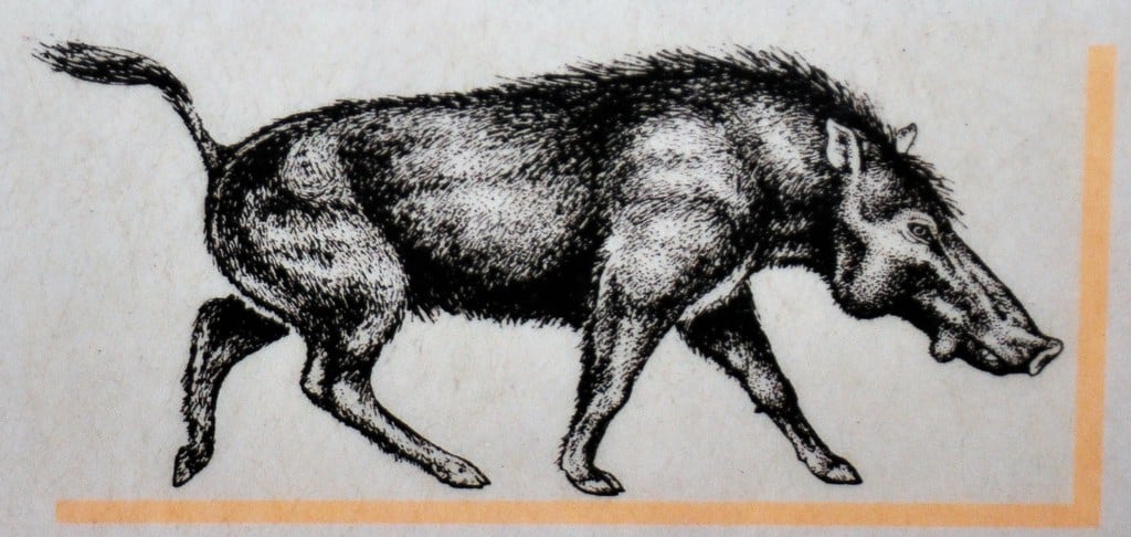 Disegno in bianco e nero dell'archaeotherium
