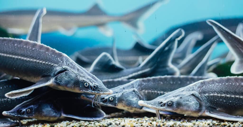 gruppo di storioni che nuotano in un acquario