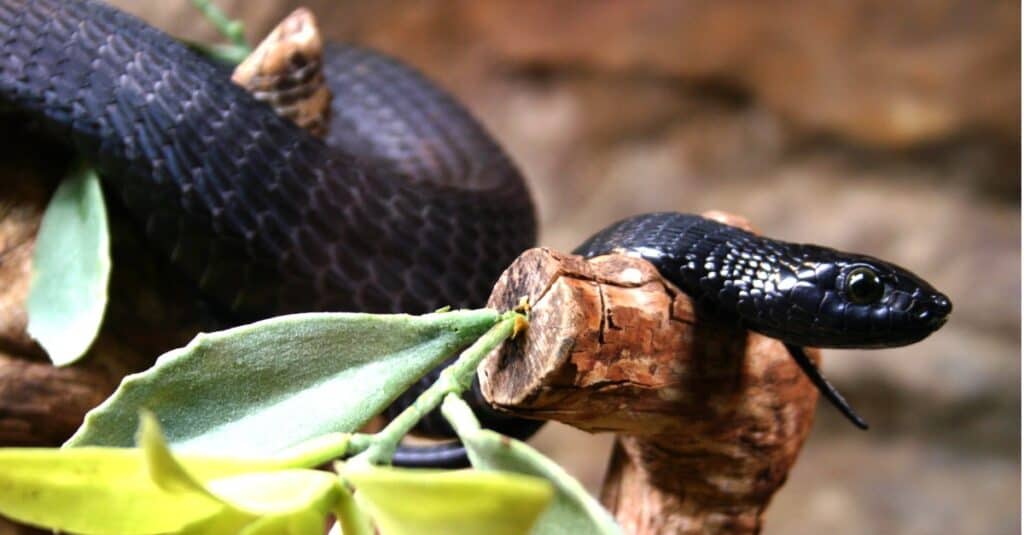mamba nero che striscia su un piccolo ramo