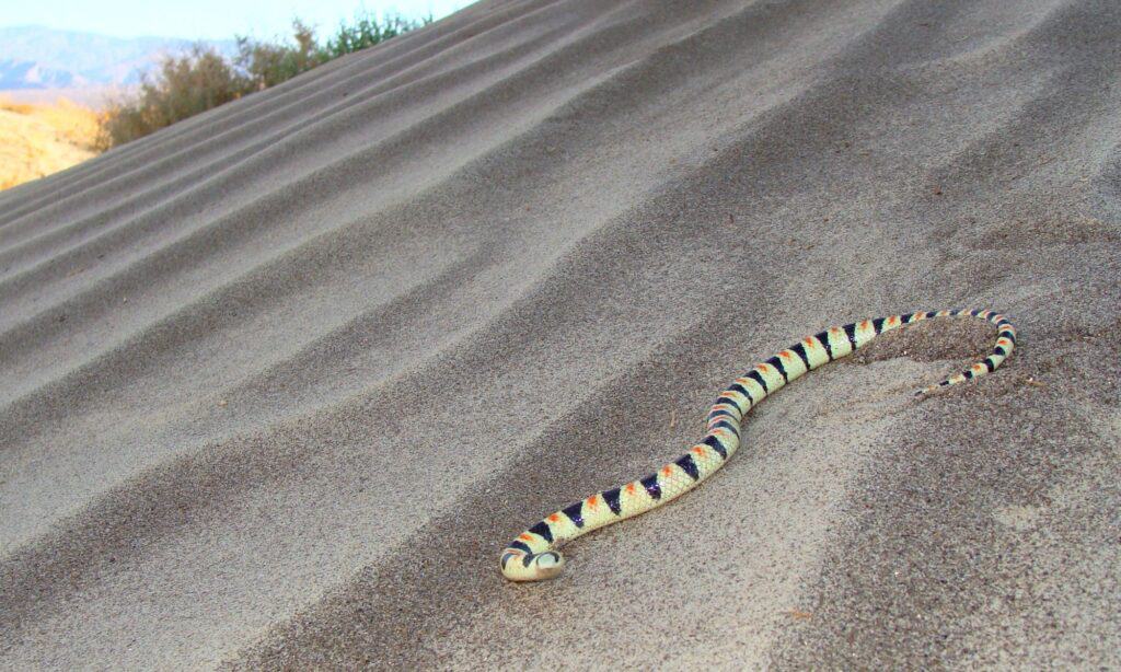 Serpente dal naso a pala