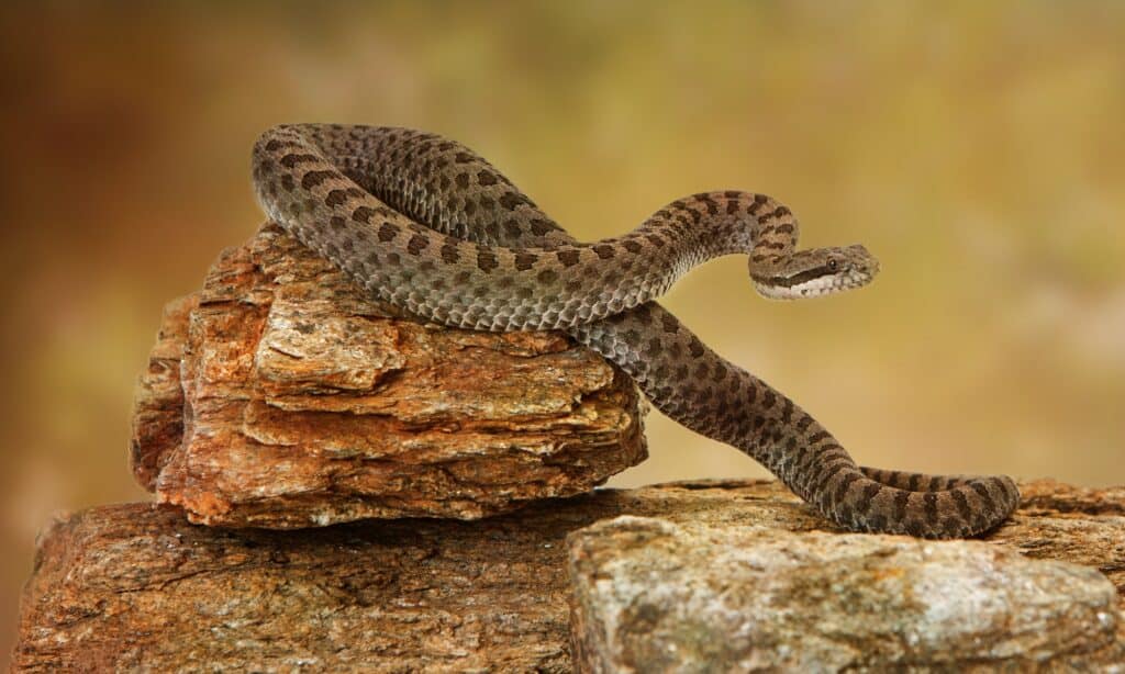 Serpente a sonagli macchiato gemello