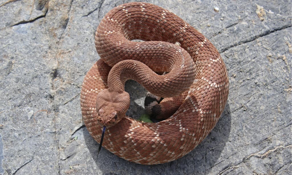 Serpente a sonagli diamante rosso arrotolato
