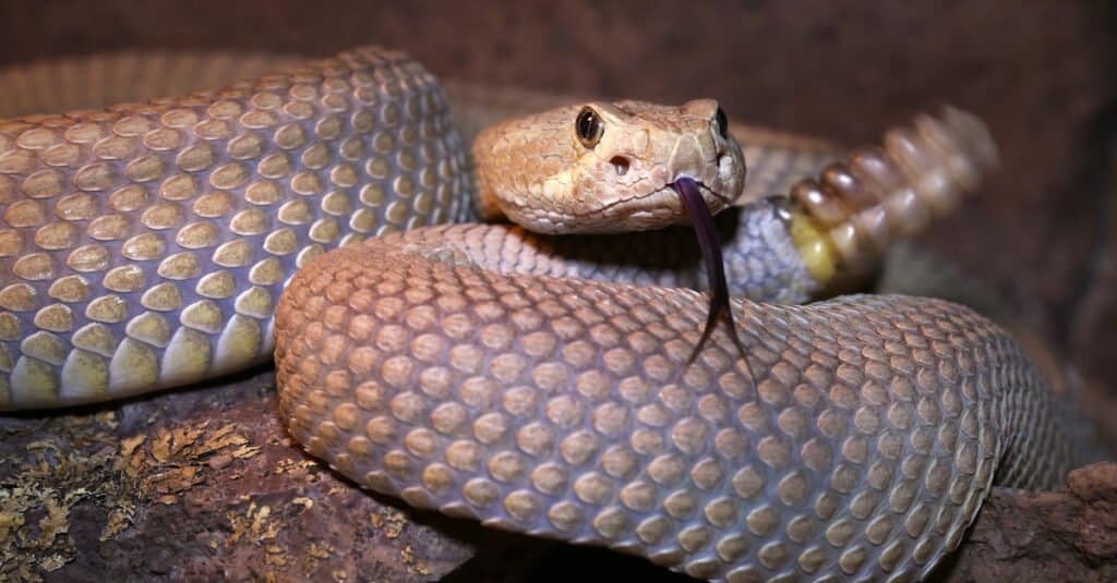 primo piano del serpente a sonagli mojave con sonaglio agitante