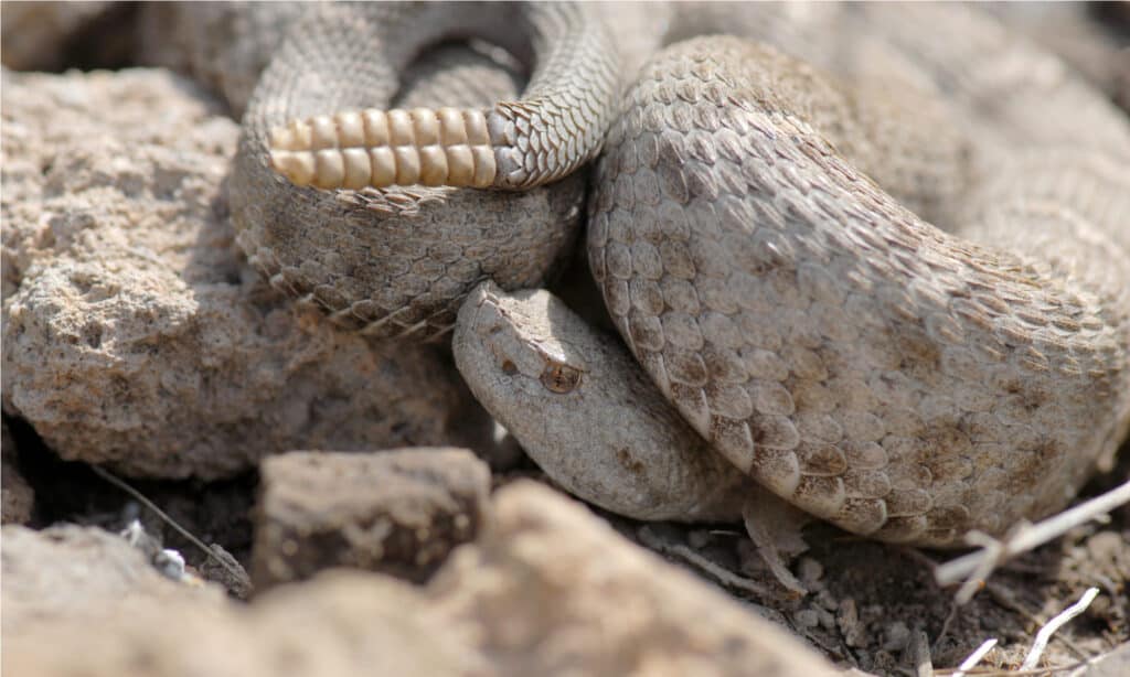 I serpenti a sonagli nel New Mexico