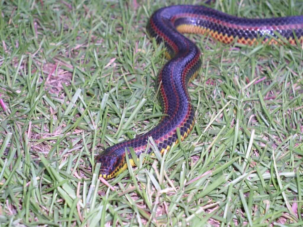 Serpente arcobaleno