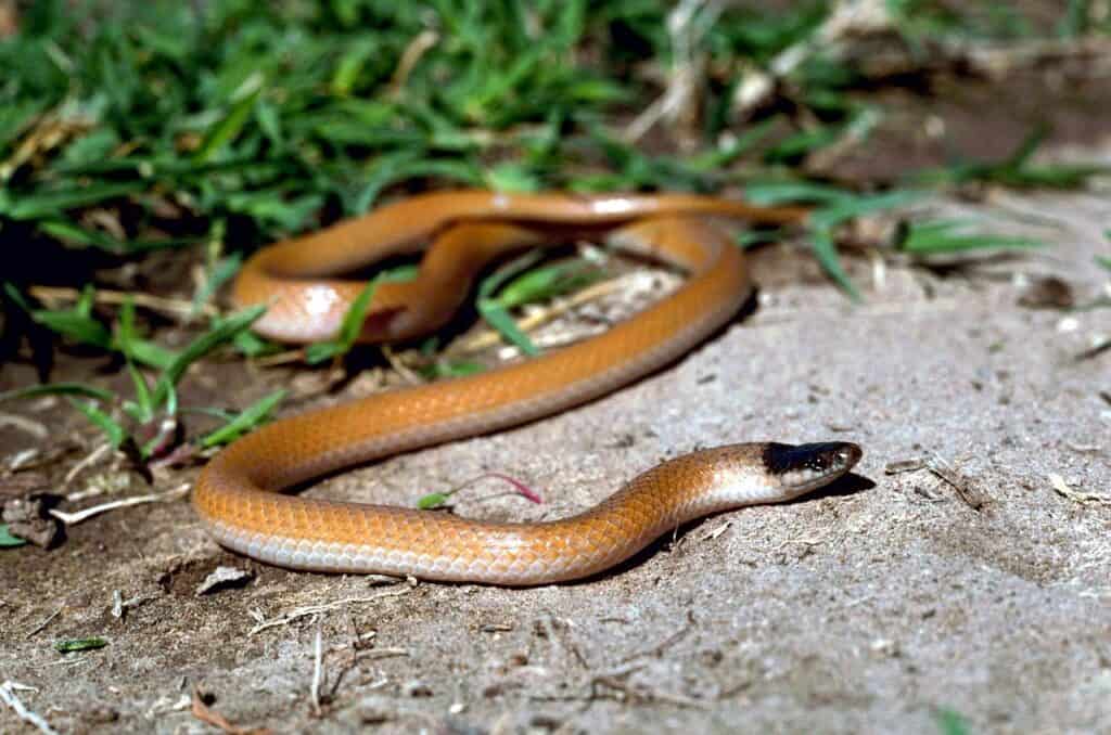 Tantilla nigriceps