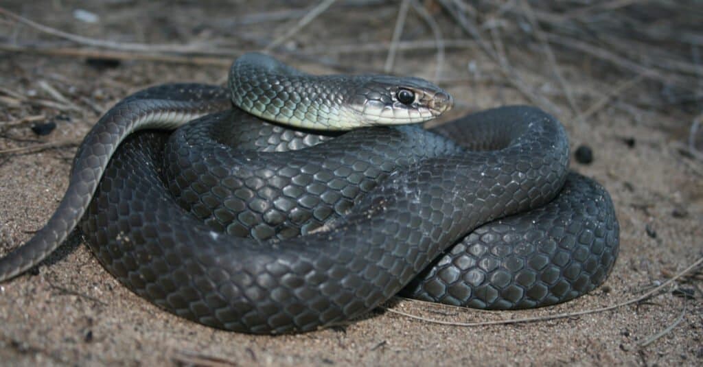 serpente corridore rannicchiato a terra