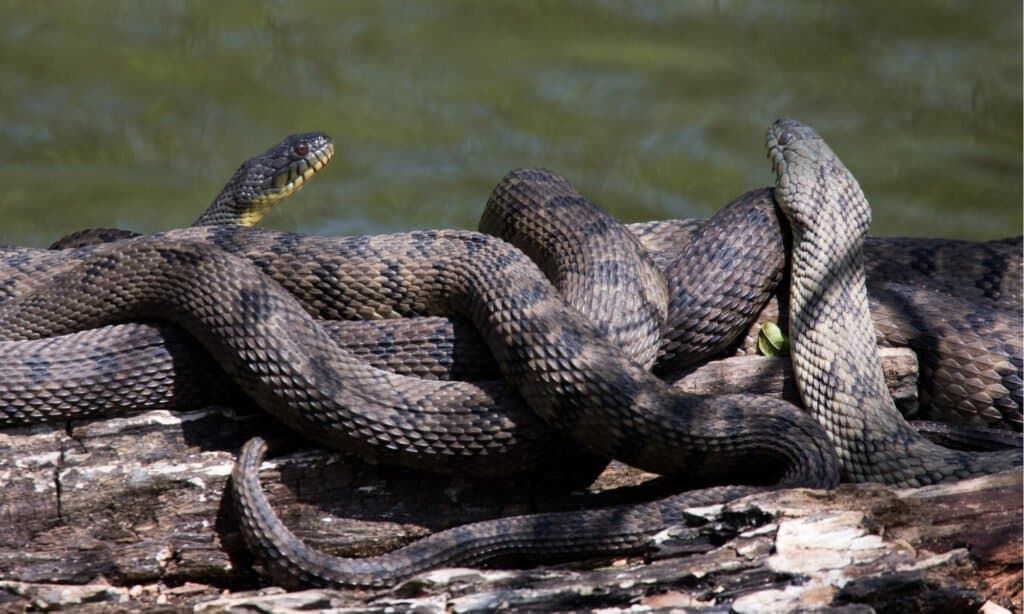 Serpente d'acqua Diamondback