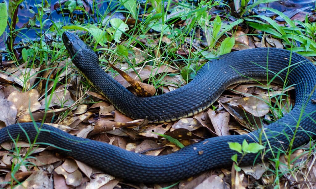 Serpente d'acqua dal ventre liscio