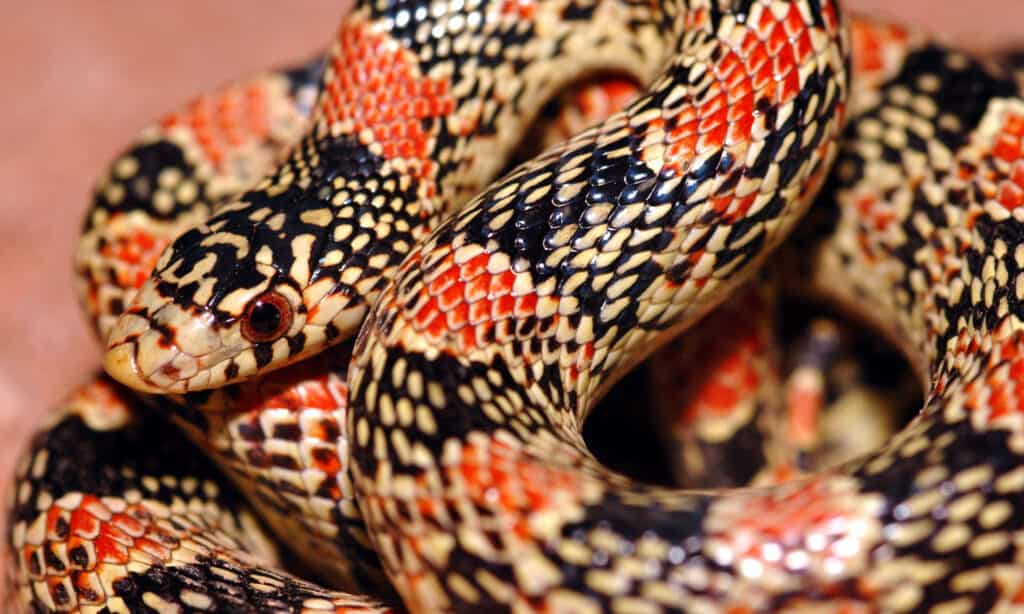 serpente dal naso lungo 