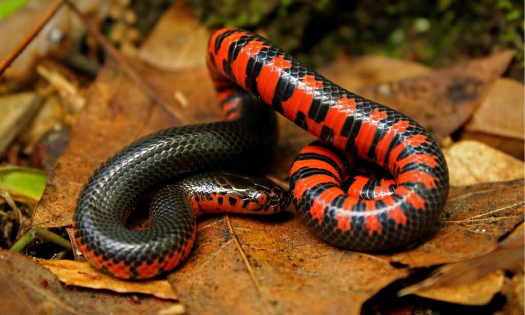serpente di fango