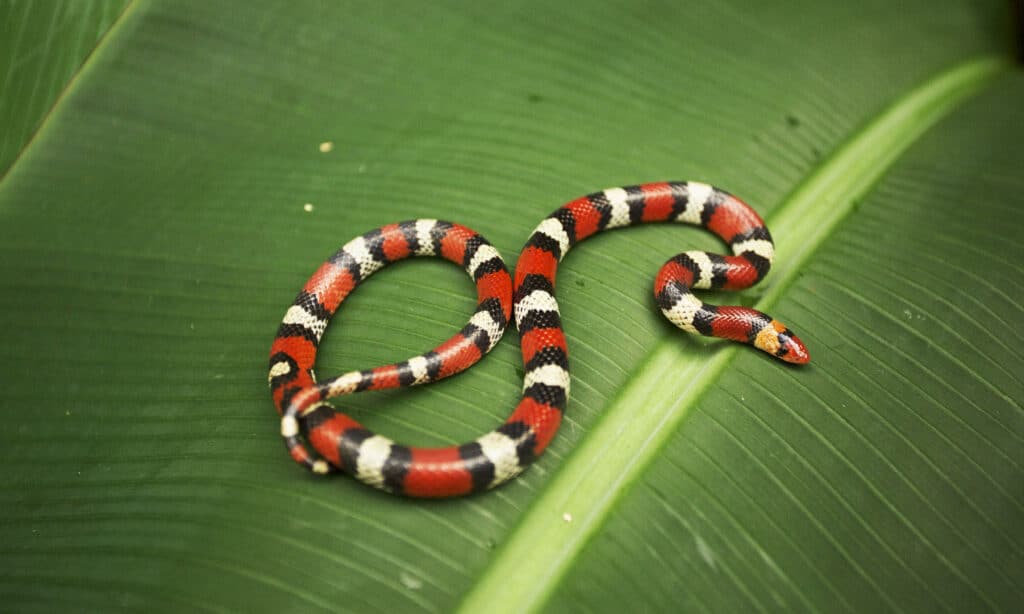 Serpente scarlatto