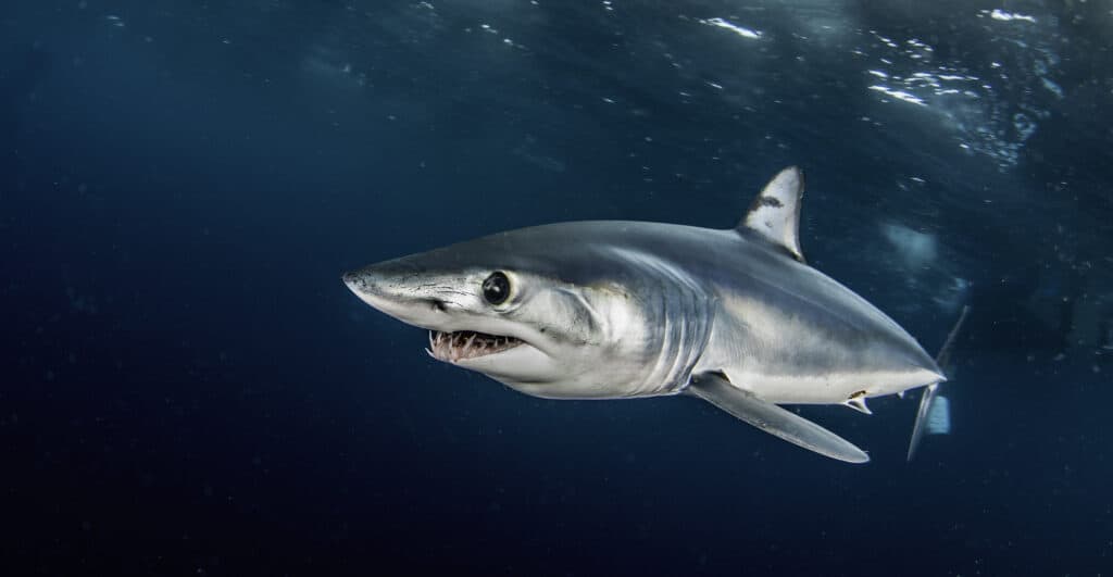Squalo mako pinna corta che nuota appena sotto la superficie, al largo, a circa 50 chilometri oltre Western Cape in Sud Africa.  Questa foto è stata scattata durante un'immersione con uno squalo con esca in acque blu.