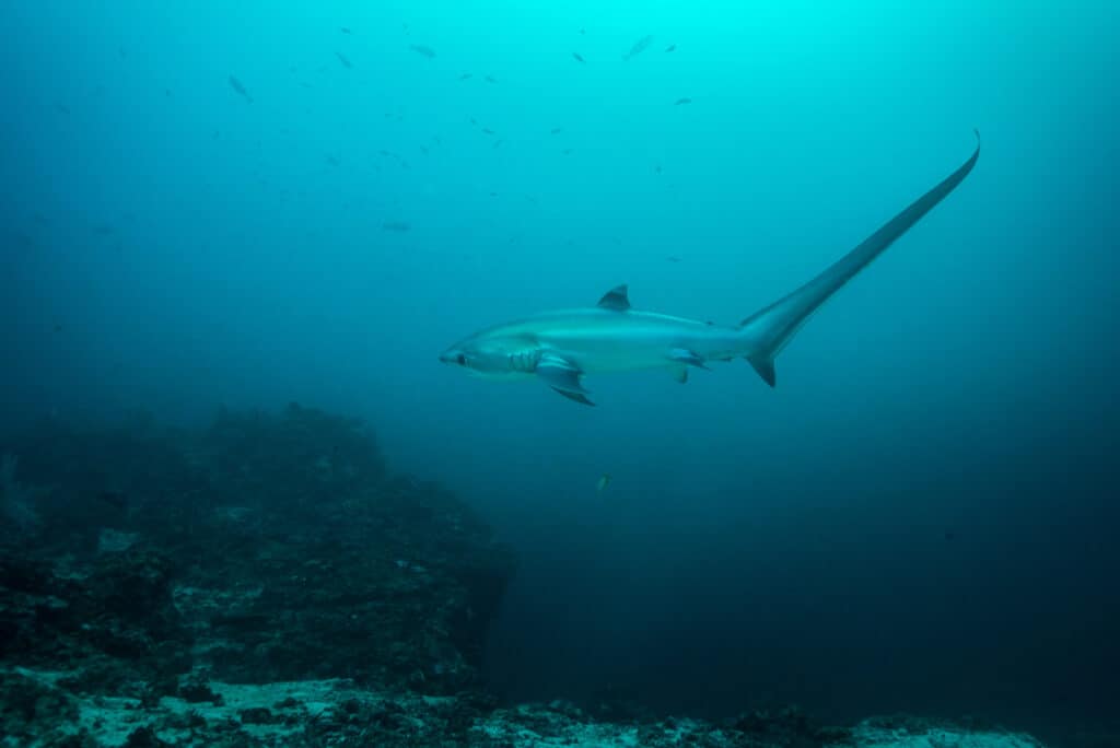 Gli squali volpe comuni sono pelagici e vivono nelle profondità oceaniche.