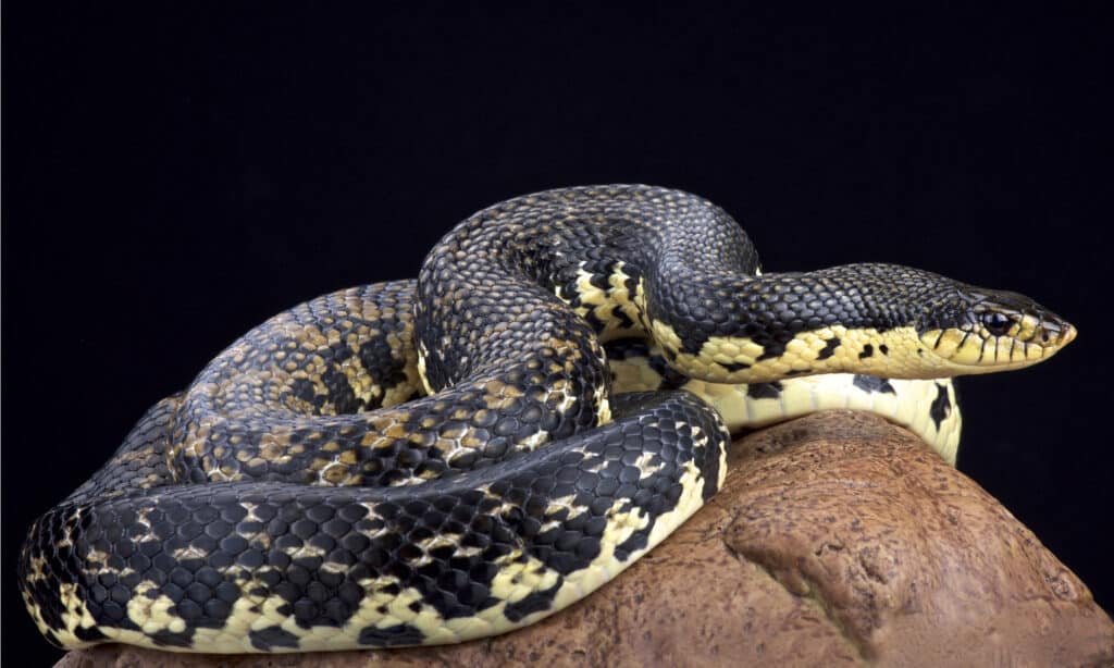 serpente hognose gigante del madagascar