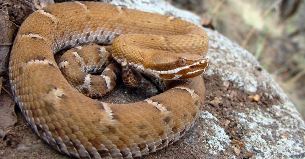 Crotalus willardi, serpente a sonagli dal naso crestato dell'Arizona