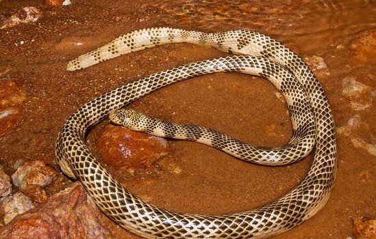 La maggior parte dei serpenti velenosi al mondo: il serpente marino della barriera corallina di Dubois