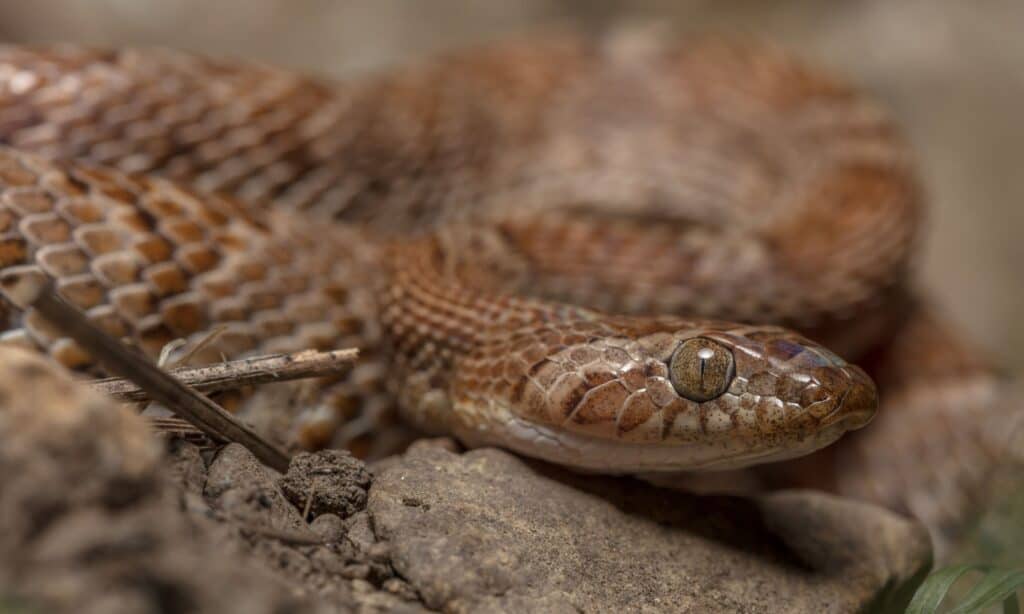 Serpente Lira