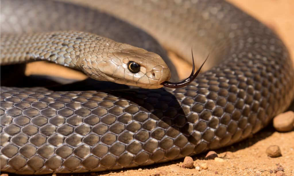 Serpente bruno orientale