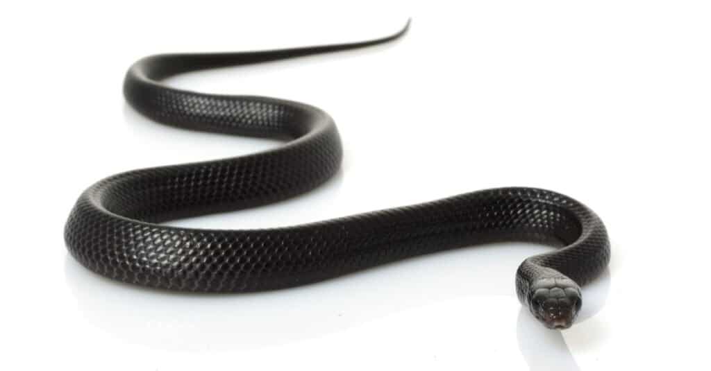 Serpente indaco orientale (Drymarchon couperi) isolato su sfondo bianco.