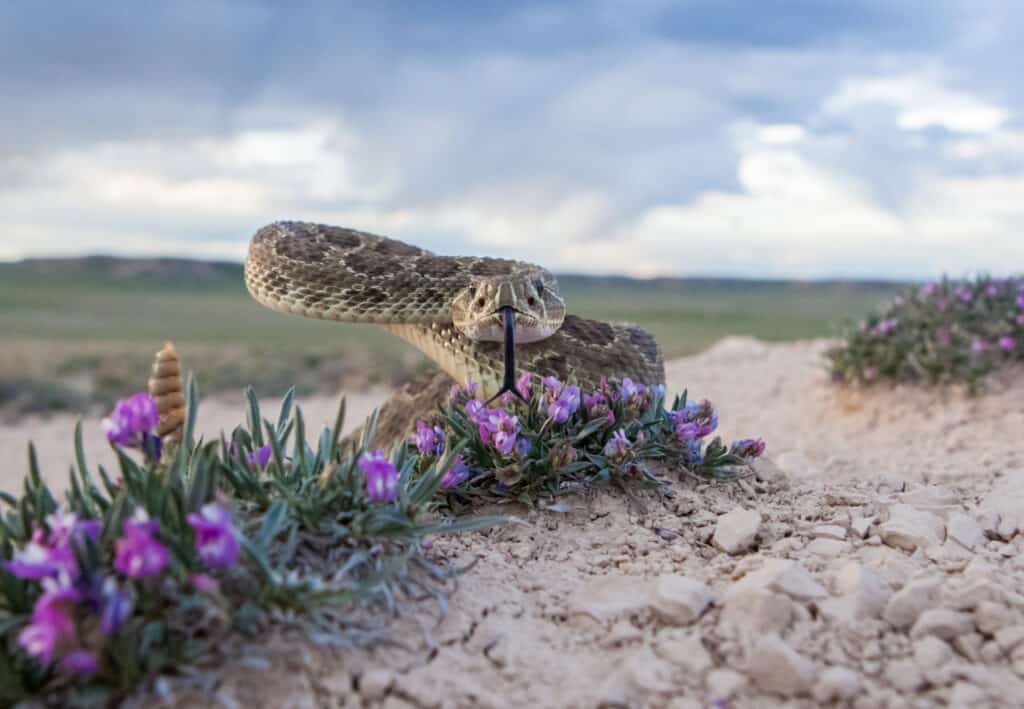 Scopri il serpente più grande trovato nel Parco Nazionale di Yellowstone
