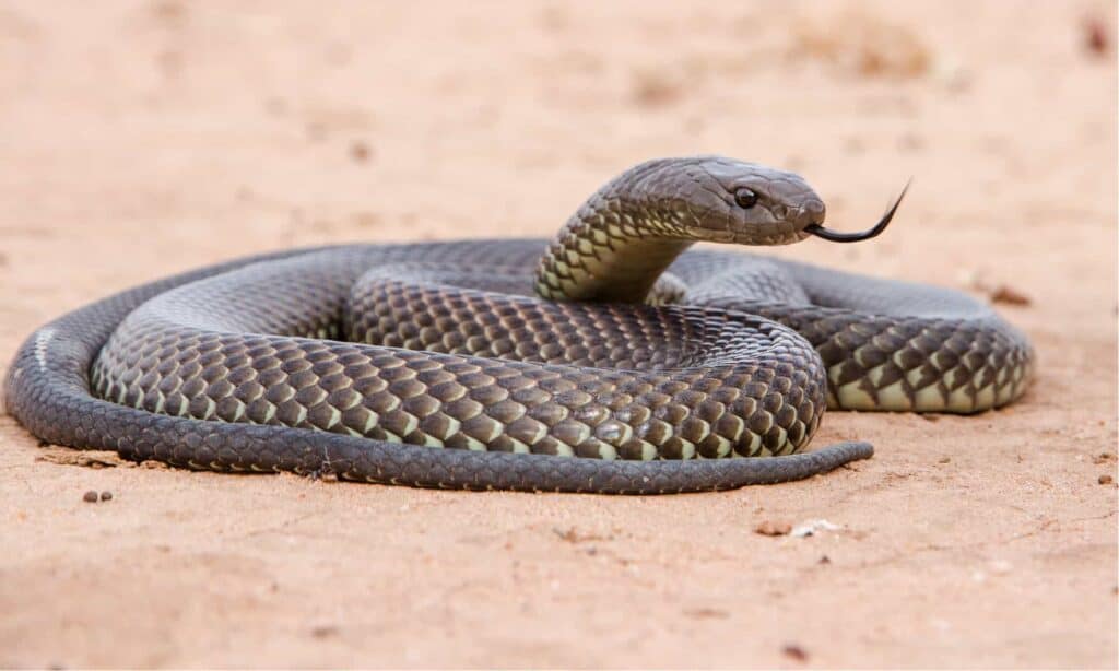 serpente mulga