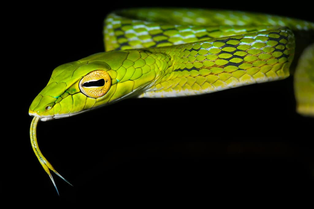 Un brillante serpente di vite asiatico verde neon fa schioccare la lingua