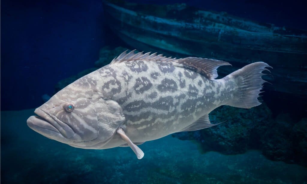 Cernia del Malabar