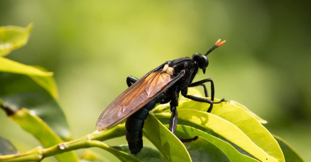 La mosca più grande del mondo è Gauromydas heros